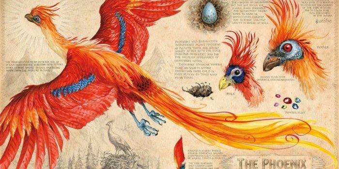 1300x732 Harry Potter' Phoenixes Regurgitate Healing Magic Gemstones | Inverse