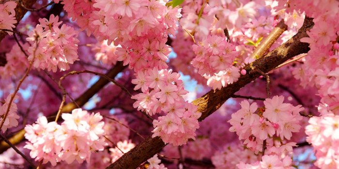 1366x768 Flower Desktop Wallpaper Aesthetic (#137035) - HD Wallpaper Download