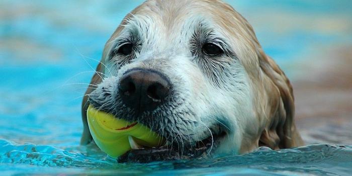 1024x768 Free Wallpaper - Free Animal wallpaper - Cute Dog 1 wallpaper