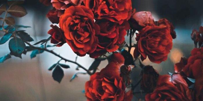 720x1280 photography** | Y in 2019 | Flower iphone wallpaper, Flowers, Flower