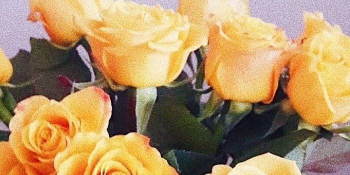 719x1280 Yellow roses wallpaper shared by i need to find you.