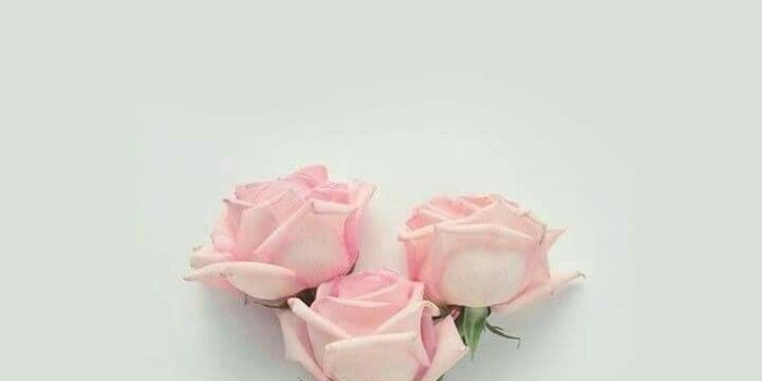 720x1280 Ghada Moustafa on Flowers in 2019 | Flower wallpaper, Pink