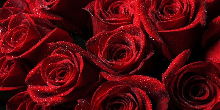2483x1552 Red Roses Wallpapers (16+ background pictures) – red flowers aesthetic