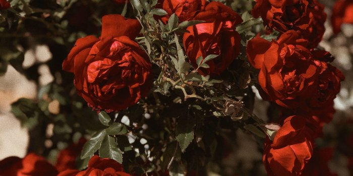 3024x4032 Just be love | Flowers | Red roses, Flowers, Red flowers
