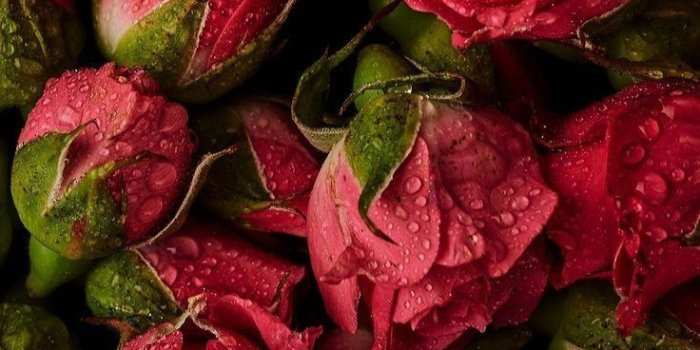 736x1308 Red Roses ☆ Find more Cute Vintage wallpapers for your #iPhone + #And