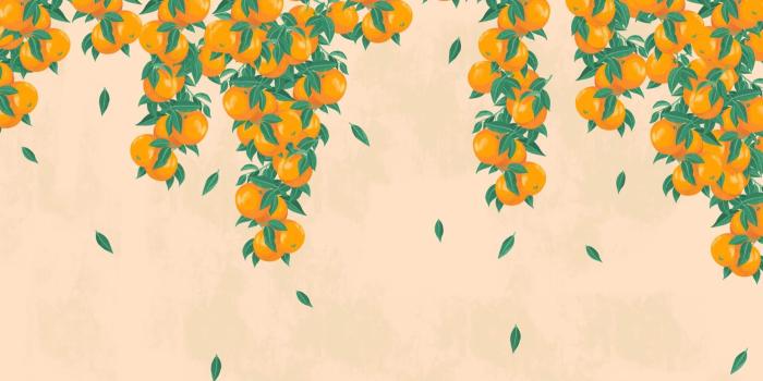 1650x1070 Orange Fruit Wallpaper | MuralsWallpaper