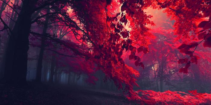 1920x1080 Red Forest Eerie Landscape Desktop Wallpaper