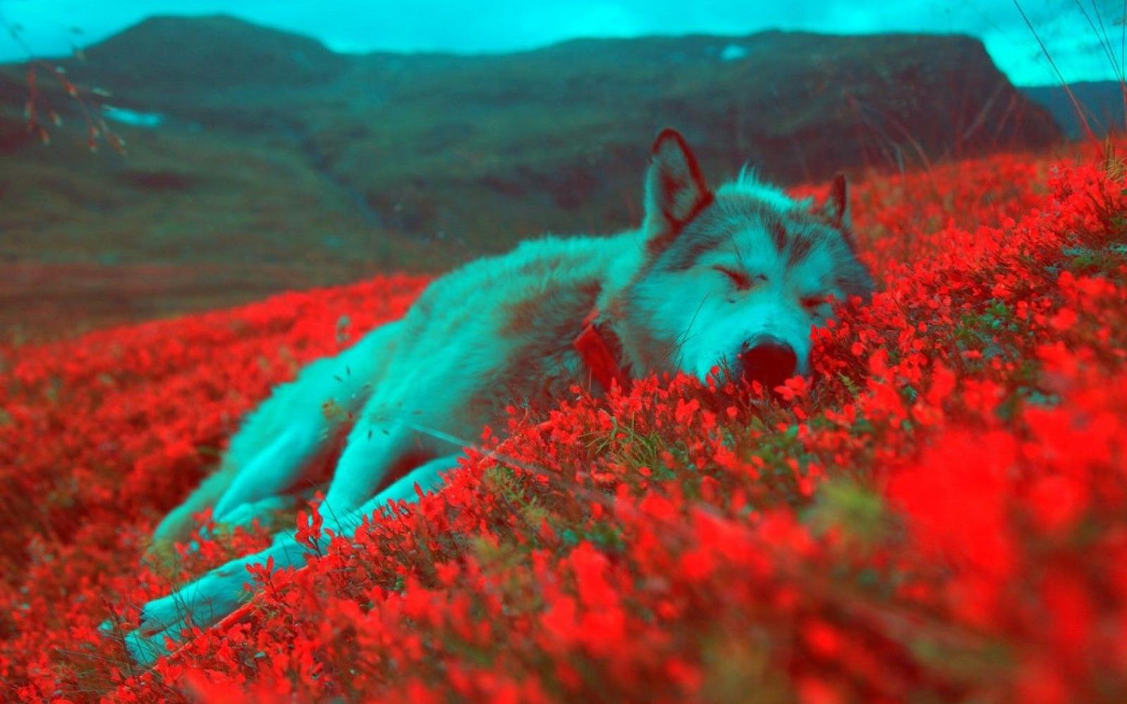 1680x1050 16356 chill music wallpapers