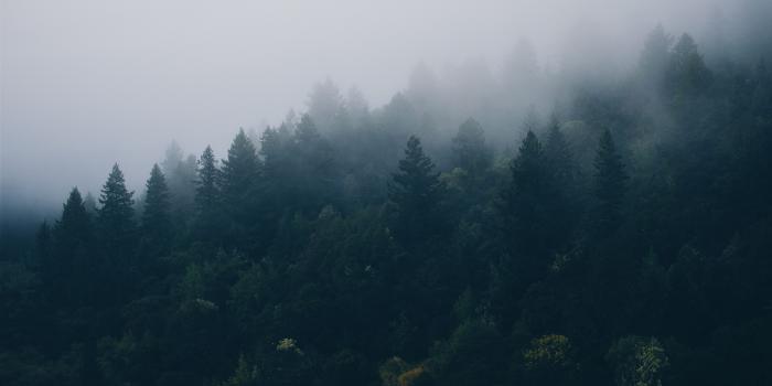 3840x2160 great Chill Hd Desktop Wallpaper | Abstracts in 2019 | Forest