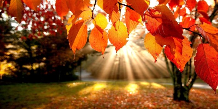 1920x1080 Free HD Fall Wallpapers make your screen shine brighter