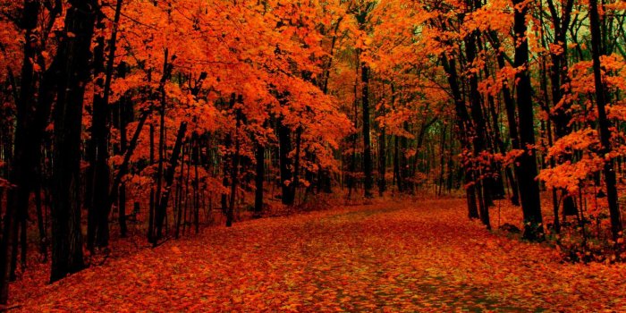 1920x1080 Fall Wallpaper 15401 - HDWPro