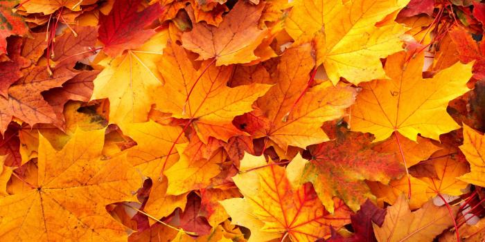 2560x1600 Android Wallpaper: Autumn Colors