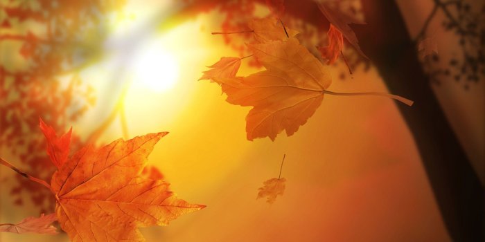 1920x1200 929 Fall HD Wallpapers | Background Images