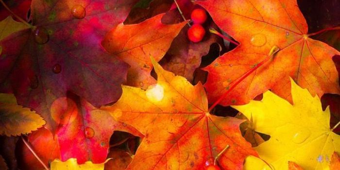 744x1392 Autumn Leaves Wallpaper | *Autumn/Fall, Plants and Trees Wallpapers