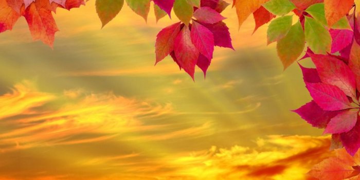1024x768 Fall Wallpaper - cynthia-selahblue (cynti19) Wallpaper (35525309