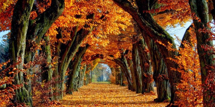 1600x1000 Free Computer Wallpaper Fall | Absolution Wallpaper