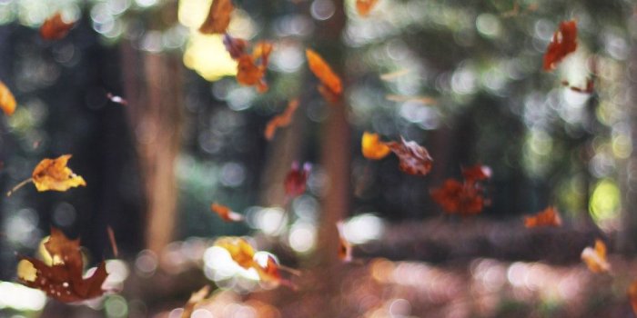 1000x1500 Autumn Leaves Falling Down wallpaper