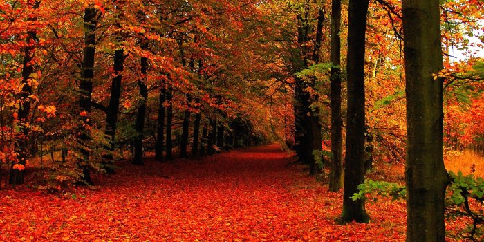 1920x1080 17796 fall wallpaper for desktop 1920x1080