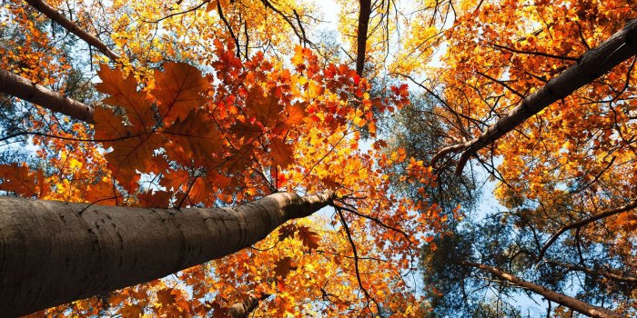 1920x1080 41 Autumn Wallpapers for Computers, Tablets, or Phones