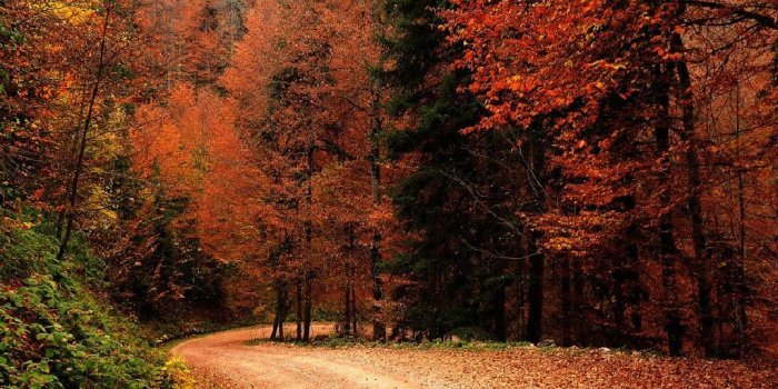 1024x768 9450 fall pictures for wallpaper free