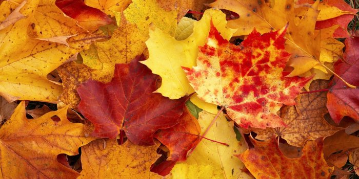 1920x1080 Autumn Wallpaper (48+ images) on Genchi.info