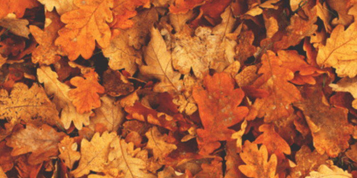 719x1280 Girl lying on the ground autumn leaves wallpapers Collection