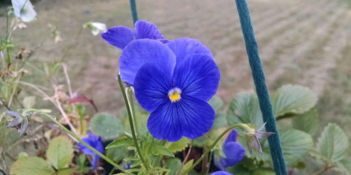 3840x2162 3042296 blue, dark, flower, indigo, purple 4k wallpaper and