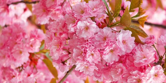 1920x1080 Cute Cherry Blossom Wallpapers Desktop - Cherry Blossom Aesthetic