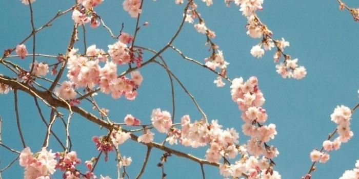 1080x1920 Cherry Blossoms iPhone Wallpaper (75+ images)