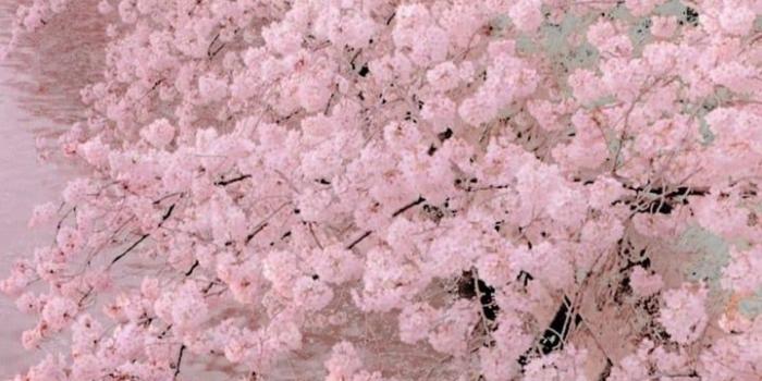 720x1280 cherry blossoms discovered by s̤̮i̤̮n̤̮a̤̮ on We Heart It