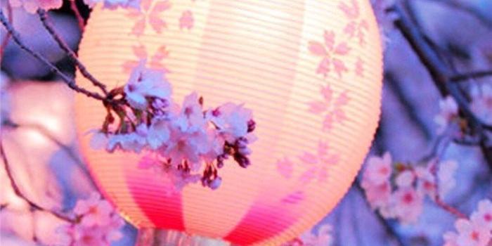 750x1334 10 Cherry Blossom Wallpapers For Your Iphone/android - Cherry