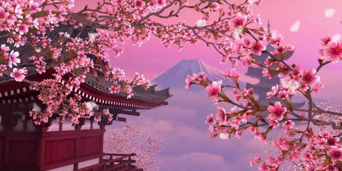 1920x1080 Cherry Blossom Background (68+ images)