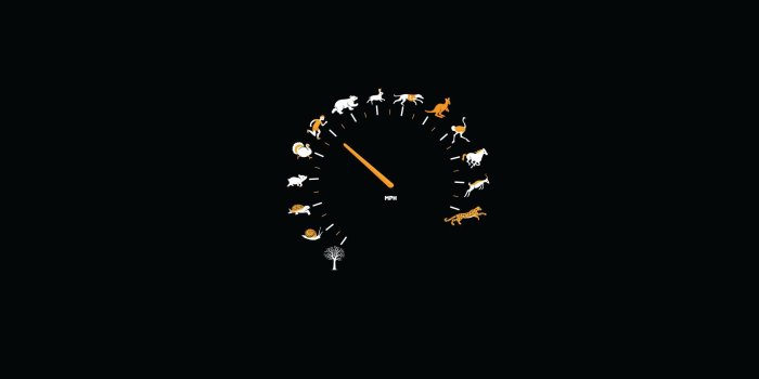 1920x1080 Funny Animal Speed Gauge Desktop Wallpaper