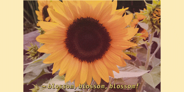 1080x1920 bloom sunflower iPhone wallpaper aesthetic tumblr art hoe yellow