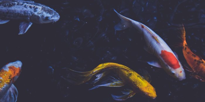 2560x1024 Ponds Dual Screen Wallpapers - Top Free Ponds Dual Screen