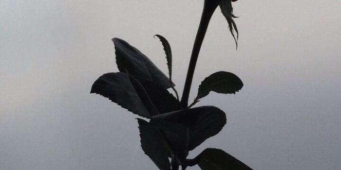 719x1280 deadroses - blackbear #blackbear #lyrics #deadroses #wallpaperiphone