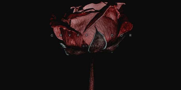 1000x1778 Aesthetic Rose Wallpapers - Top Free Aesthetic Rose Backgrounds