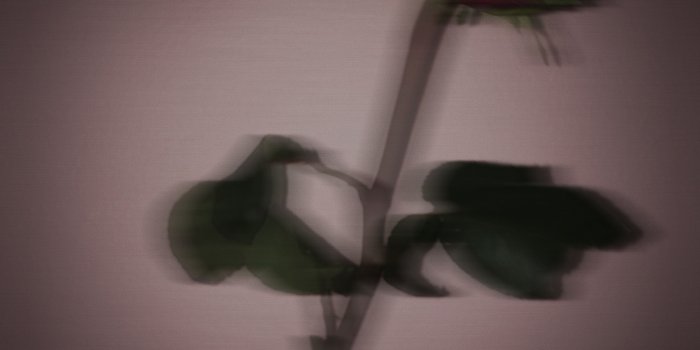 2448x3264 Rose Aesthetic Free Wallpaper & Backgrounds - Larutadelsorigens