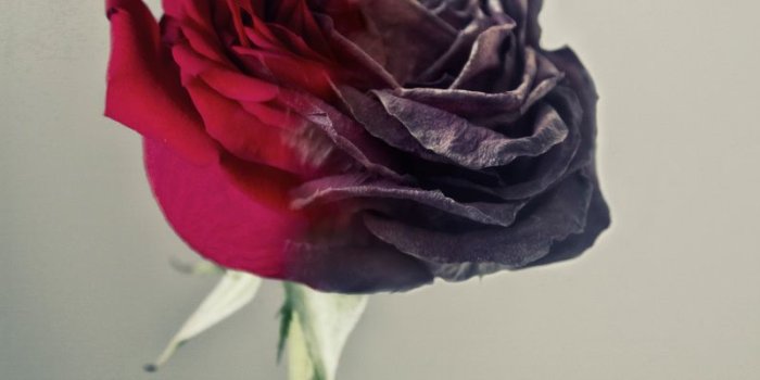 800x1200 Arcangel - Rose Half Dead and Half Alive | Tattoos ~♡~ in 2019