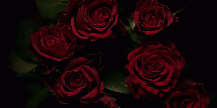 1440x2880 Dark Flower Aesthetic Wallpapers - Top Free Dark Flower Aesthetic