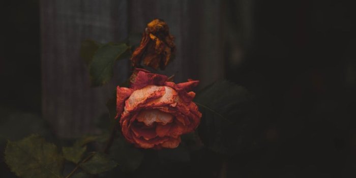 1000x1500 100+ Death Pictures [HQ] | Download Free Images & Stock Photos on