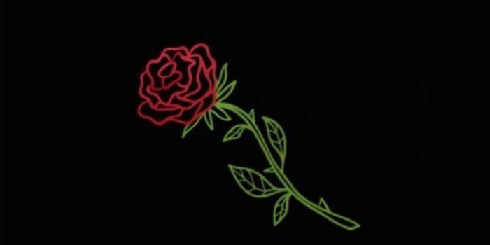 750x1358 Aesthetic Rose Wallpapers - Top Free Aesthetic Rose Backgrounds