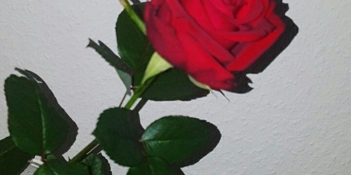 720x1280 Afifrizkyansyah on tttt in 2019 | Flower wallpaper, Aesthetic