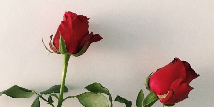 960x1280 hardlysad | Bloom Where U Are Planted | Aesthetic roses, Red