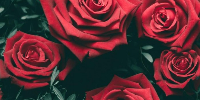 1080x1920 Red Roses | beautiful in 2019 | Rose wallpaper, Flower iphone