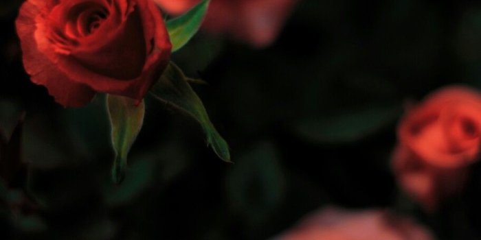 912x1372 Black Widow Aesthetic | Red Rose | Red ❤️ | Black aesthetic