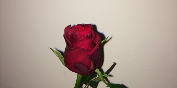 2448x3264 p on aesthetic | Red roses, Aesthetic roses, Rose