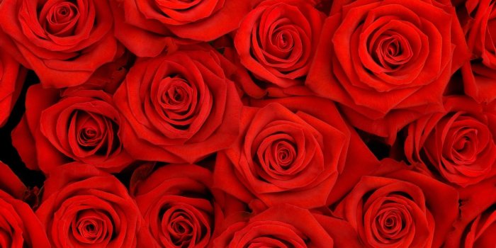 2560x1600 64+ Red Roses Wallpapers on WallpaperPlay