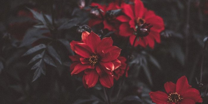 1000x1502 Flower, plant, rose and blossom | HD photo by Nikita Tikhomirov