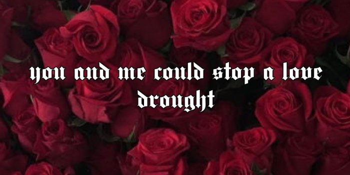 2484x3888 Aesthetic Rose Flowers Wallpapers - Top Free Aesthetic Rose Flowers